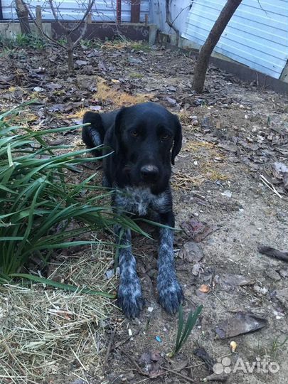 Метис курцхаара