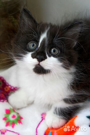 Котенок Фасолька ищет дом