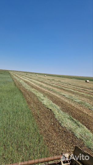 Продам сено в рулонах