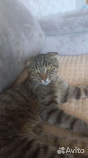 Вислоухий кот