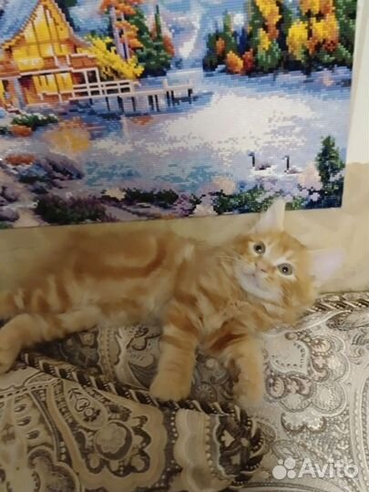 Кошки курильский бобтейл