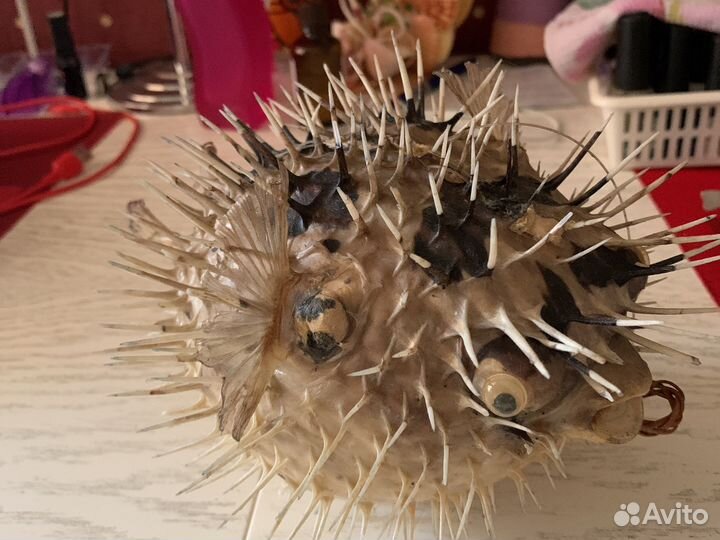 Рыба-еж сувенир из Крыма