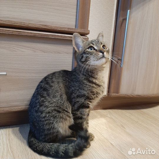 Кошечка в добрые руки