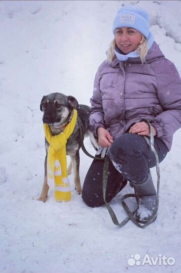 Молодой Пёс Ярик ищет дом