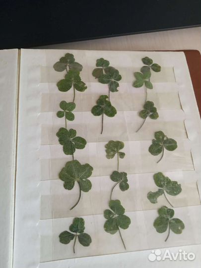 Клевер четырехлистный, пятилистный, шестилистный