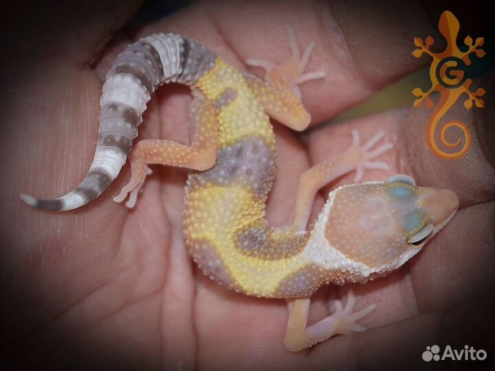 Пятнистый эублефар по лини та 2023