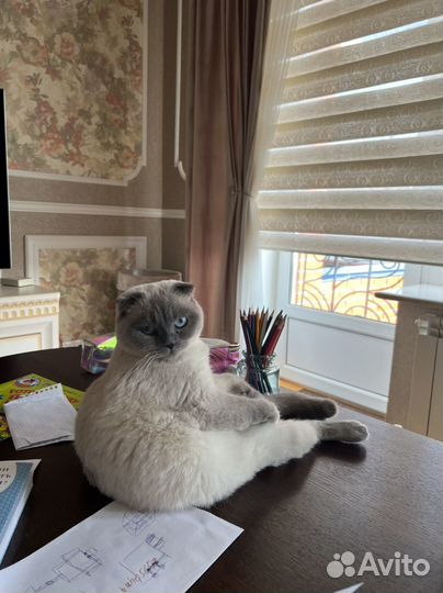 Кошка шотландская вислоухая