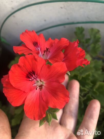 Пеларгония герань