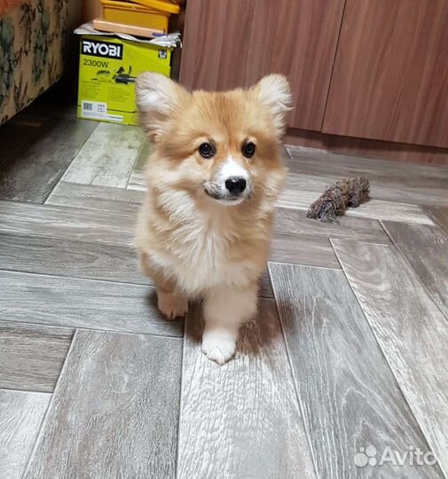 Девочка флаффи