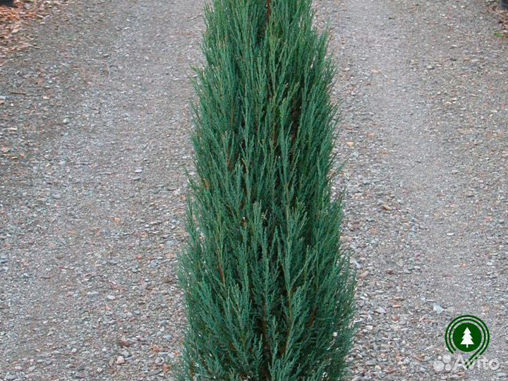 Можжевельник блю эрроу 1,76 м и др