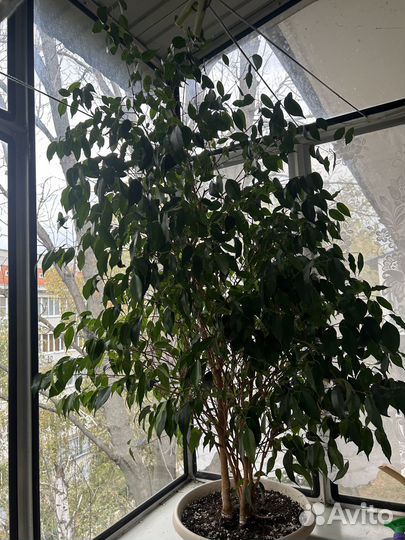 Фикусы Бенджамина