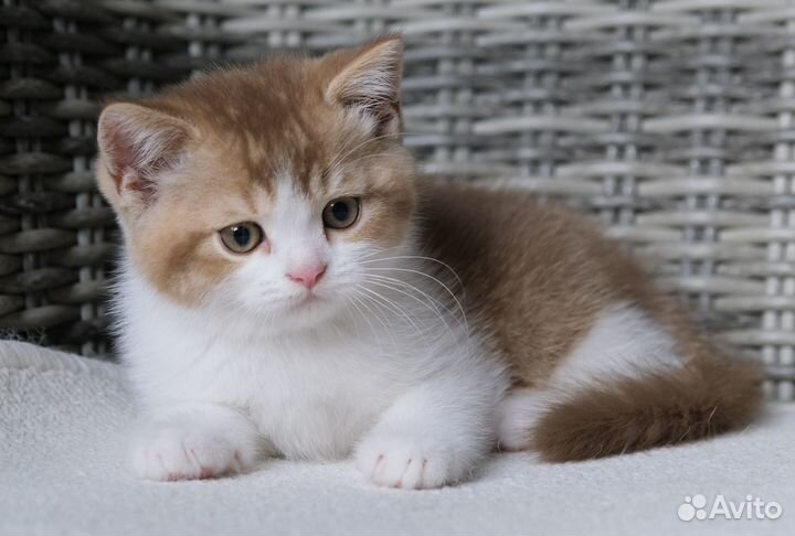 Британский котик циннамон биколор