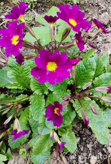 Ирисы. Пион. Хоста. Примула