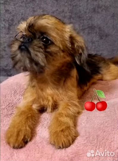 Девочка брюссельский гриффон РКФ