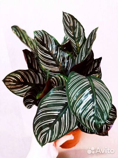 Калатея сандериана