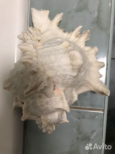 Морские ракушки раковины