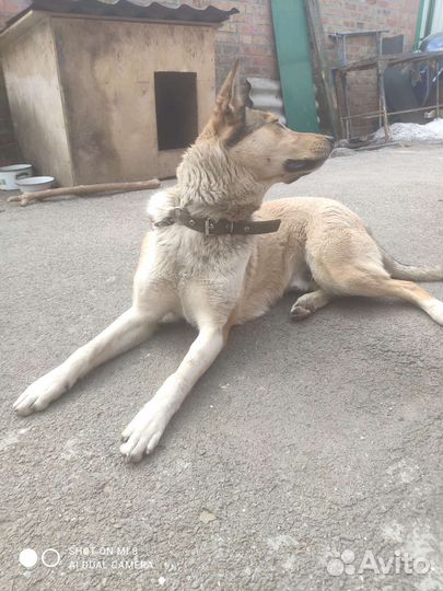 Восточноевропейская овчарка метис