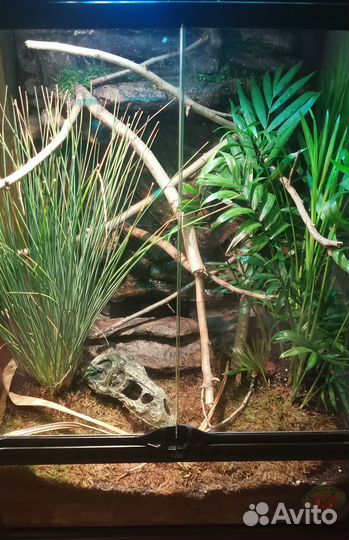 Террариум для рептилий и декор