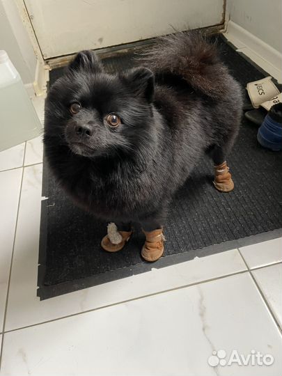 Шпиц вязка