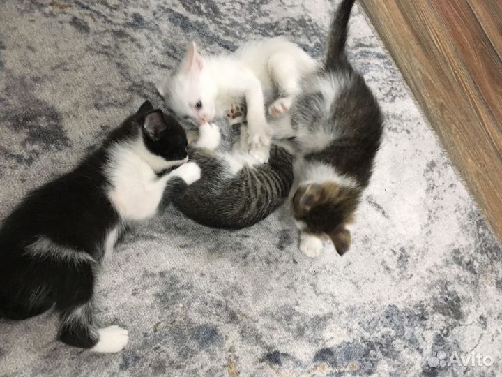 Кошки в добрые руки