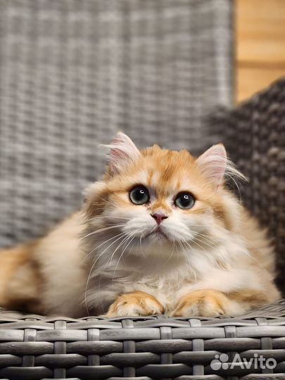 Британская золотая шиншилла