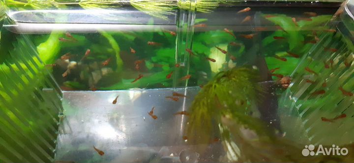 Мальки меченосца