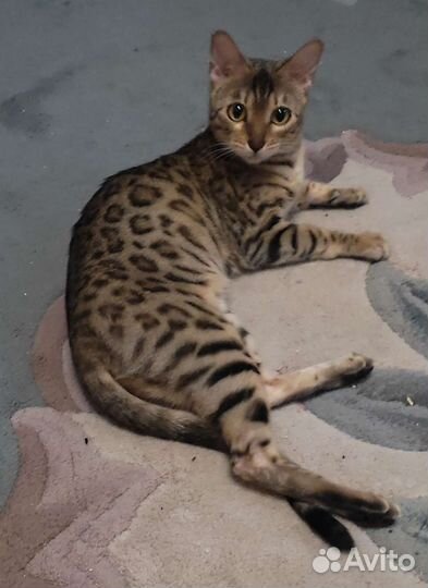 Бенгальская кошка