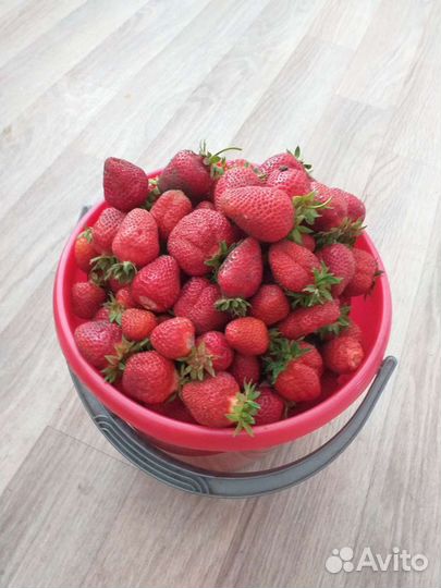 Клубника 37 сортов Генри, Ания, Бравура