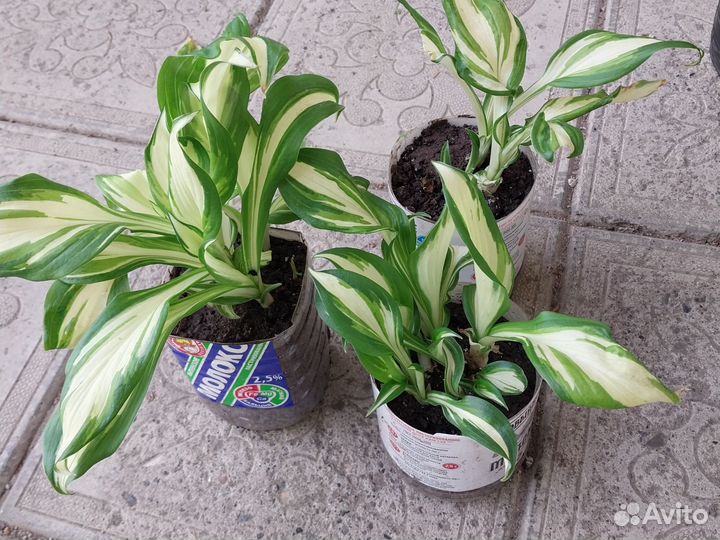 Хризантемы,хосты,примула,лобелии,очиток