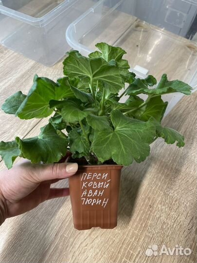 Пеларгония