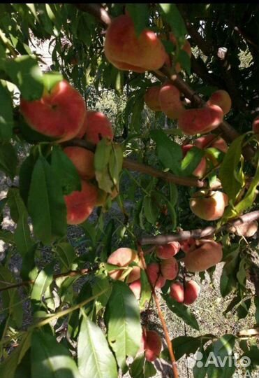 Саженцы персика
