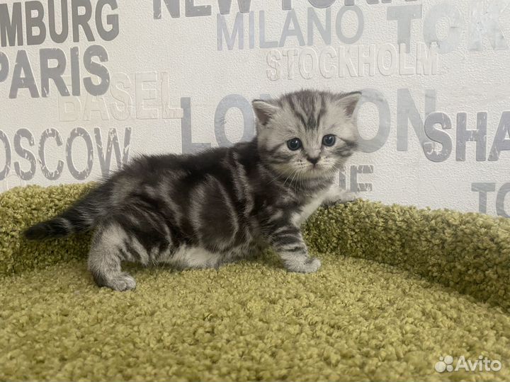Шотландский котенок мальчик