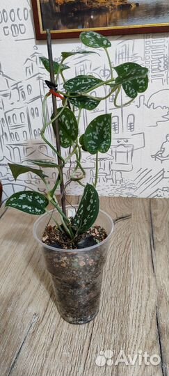 Эпипремнум/сциндапсус