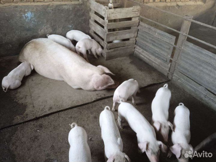 Поросята