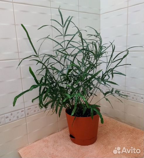 Папоротник птерис