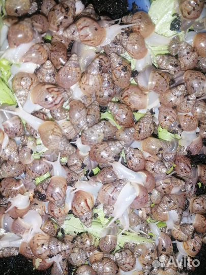 Улитки ахатины