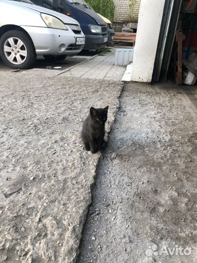 Котенок мальчик бесплатно