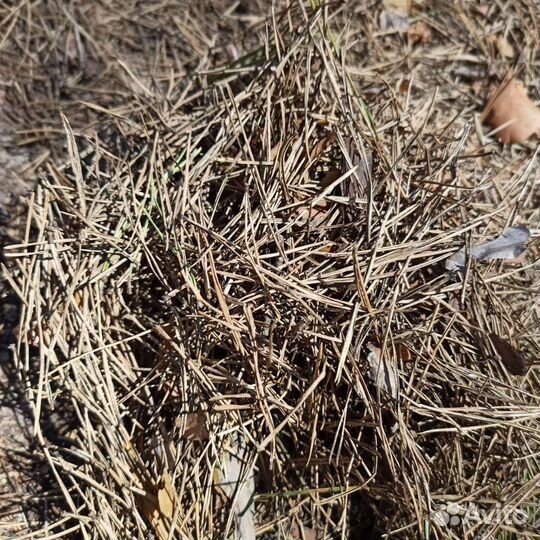 Хвоя сосновая сухая мульча