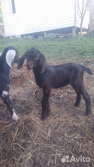 Нубийские козлята