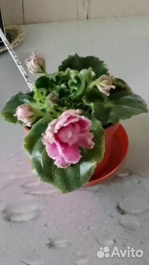 Фиалки сортовые цветущие