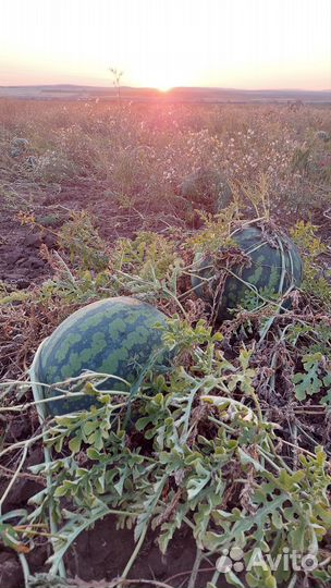 Арбуз холодок