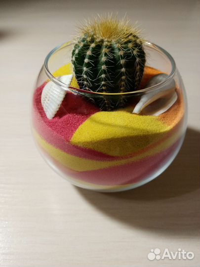 Флорариум с кактусами подарок учителю, воспитателю