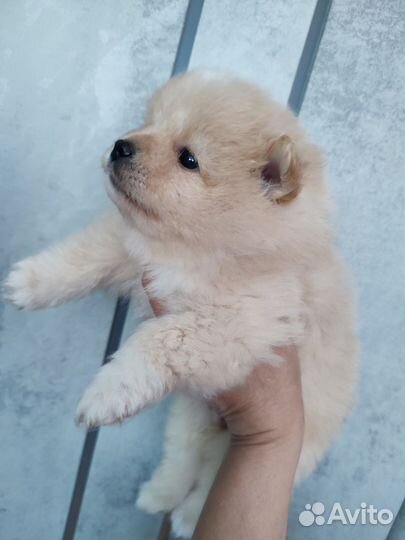 Щенки шпица