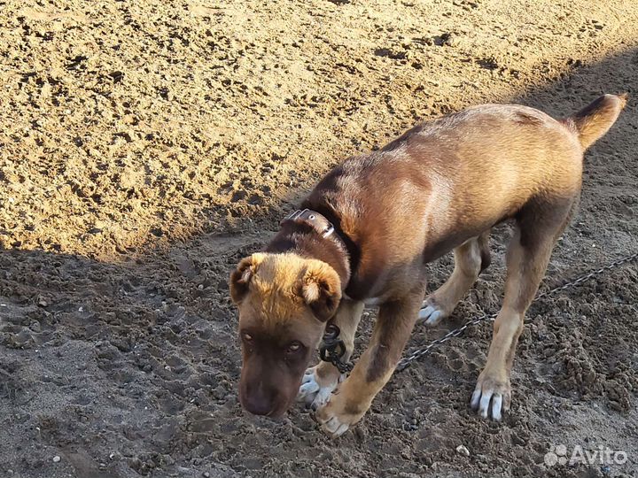 Алабай щенок