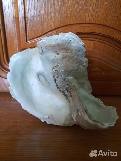 Морские ракушки раковины