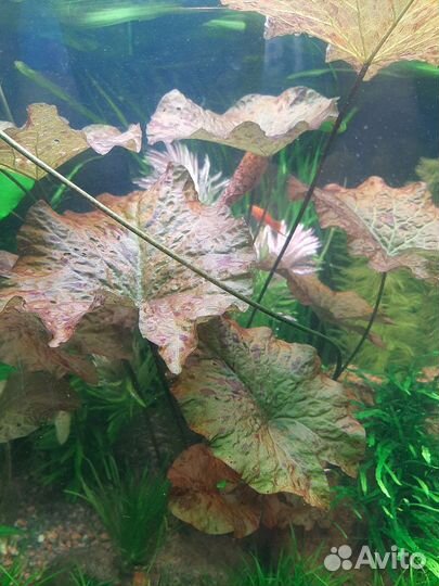 Аквариумные растения