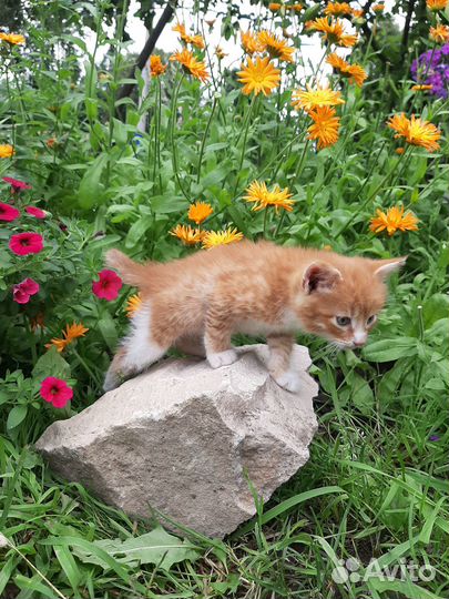 Котята в добрые руки бесплатно
