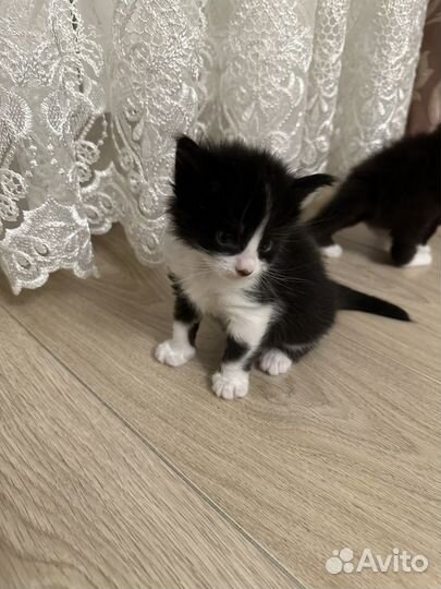 Котята
