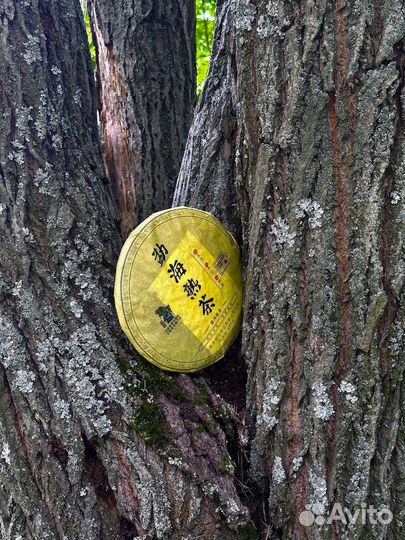 Чай пpoгонит лeнь и уcталость, Шу Пуэр Мэнхай