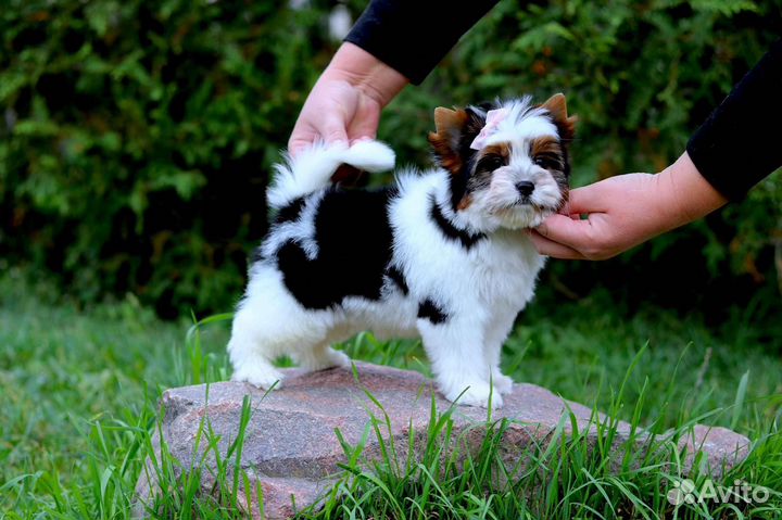 Бивер йорк девочка